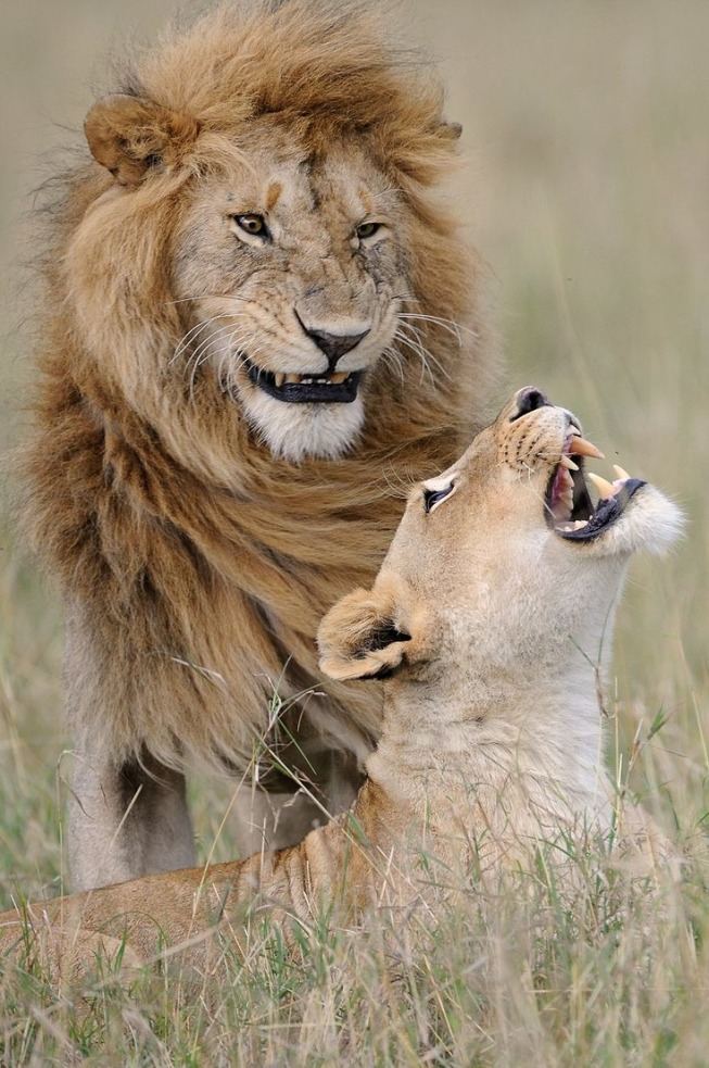 comedy-wildlife-photography-awards-finalists