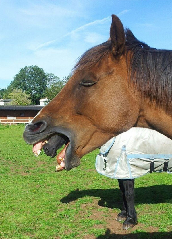 perfectly-timed-photos-taken-right-moment-19-5a1d399bab19f__605
