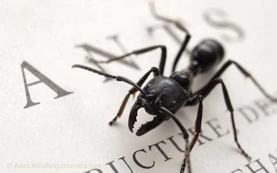 wallpaper-ant-photo-04