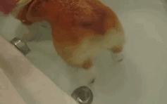 funny-corgis-cute-dogs-56-5afd9227260c6__700