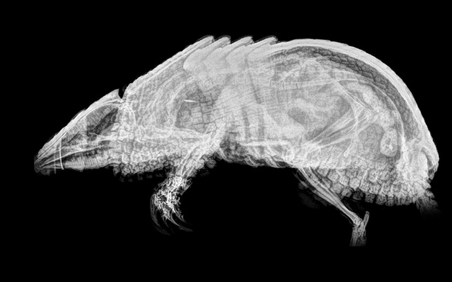 xray-pictures-photos-zoo-animals-oregon-oregonzoo