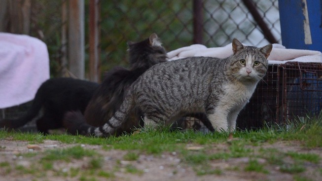 feral_cats_getty