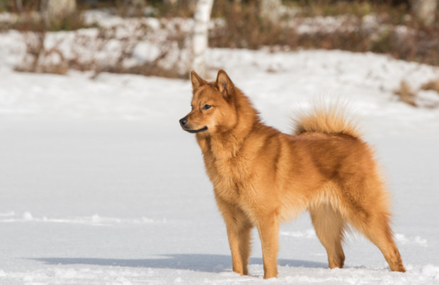 finnish-spitz-large