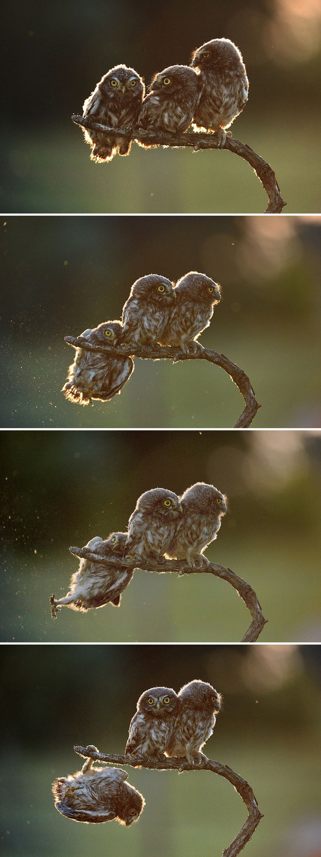 owl