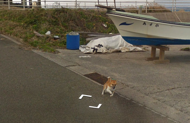 tiny-dog-follows-street-view-car-kagoshima-japan004