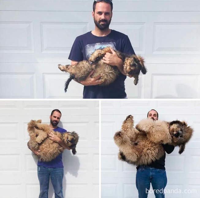 before-after-dogs-growing-up-owners-141-5c2c866c77209__700
