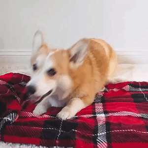funny-corgis-cute-dogs-55-5afd9018977a0__700