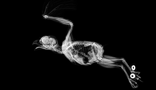xray-pictures-photos-zoo-animals-oregon-oregonzoo