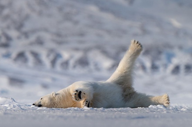 comedy-wildlife-photography-awards-finalists