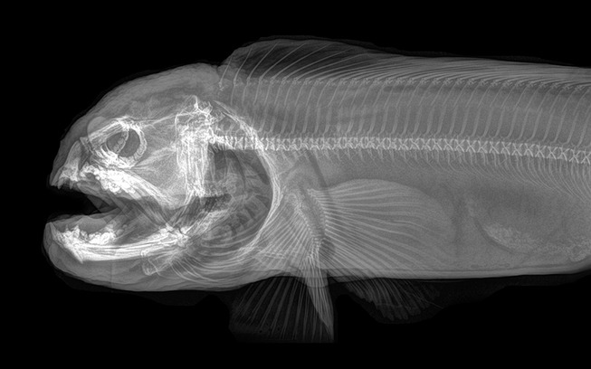 xray-pictures-photos-zoo-animals-oregon-oregonzoo