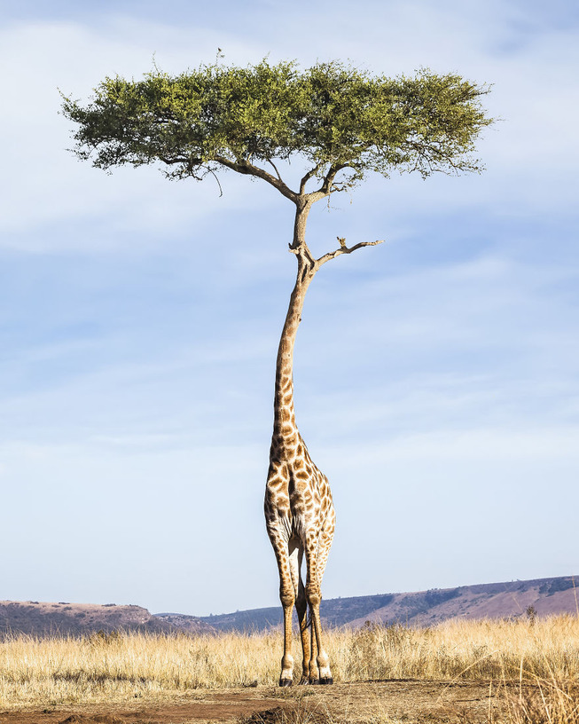 Tree-Giraffe-5b28c741df432__880