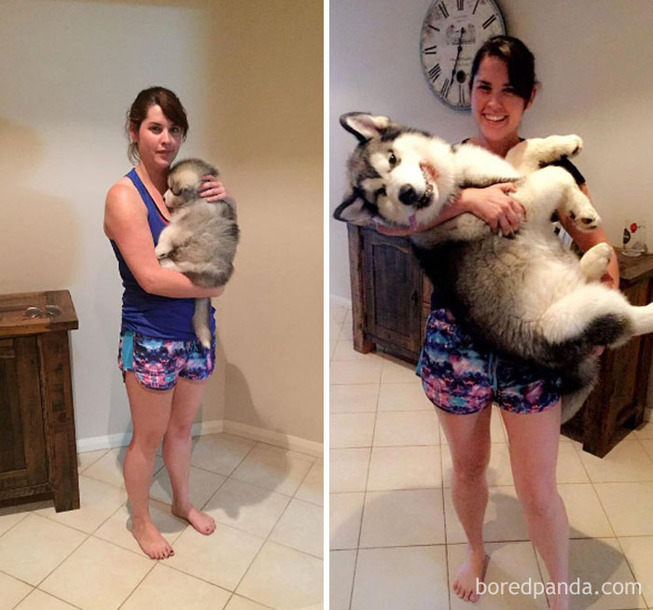 before-after-dogs-growing-up-owners-29-5bed9233551f1__700
