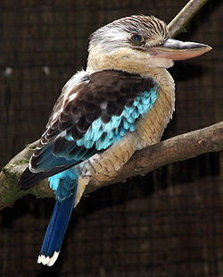 250px-Blue-winged_kookaburra_arp