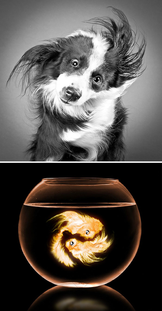 funny-photoshop-battle-winners-101-5a5ca05dbbf3e__700