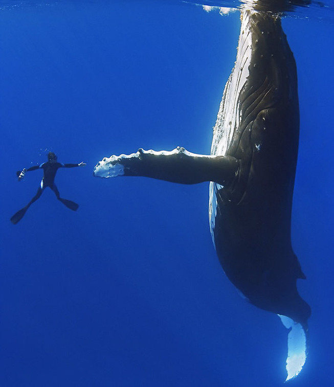 how-big-things-really-are-comparison-27-5b7411452ac09__700