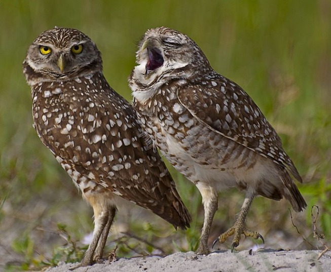 comedy-wildlife-photography-awards-finalists