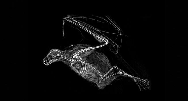 xray-pictures-photos-zoo-animals-oregon-oregonzoo