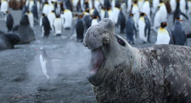 comedy-wildlife-photography-awards-finalists