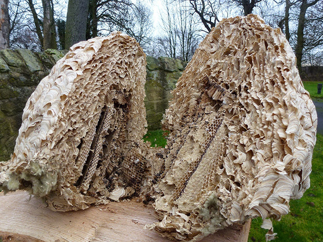 unusual-photos-of-things-cut-in-half-63-5c8287d574480__700