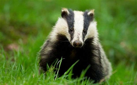 badger_2087377b-575x359