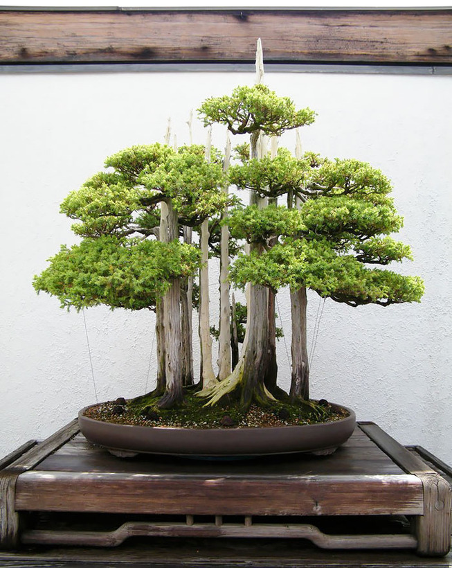 amazing-bonsai-trees-13-5710ed962c1f6__700 (1)