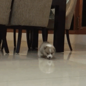 funny-corgis-cute-dogs-4-5af949111446d__700