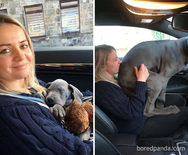 before-after-dogs-growing-up-owners-92-5be58e521e0dc__700