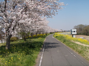茨城県道502号取手常総自転車道線 (47)