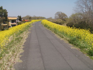 茨城県道502号取手常総自転車道線 (46)