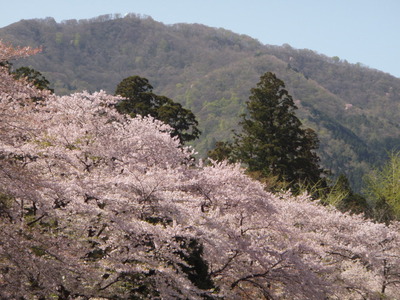 弥彦神社 (7)
