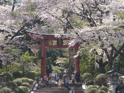 弥彦神社 (5)