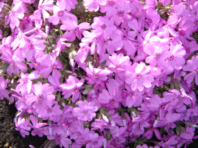 芝桜ピンク