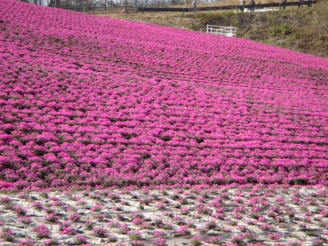 芝桜4