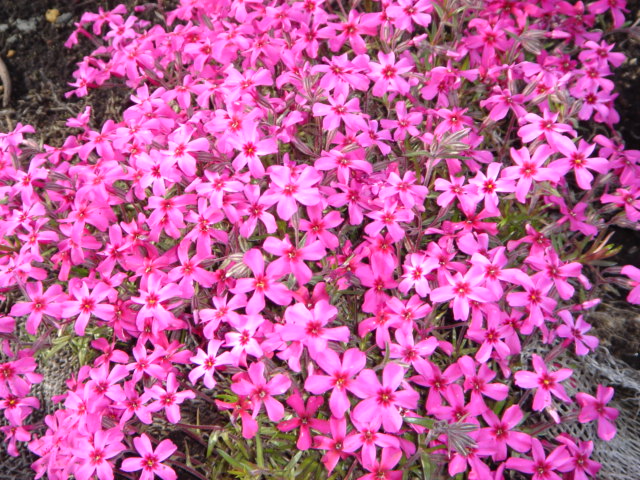 芝桜濃いめピンク