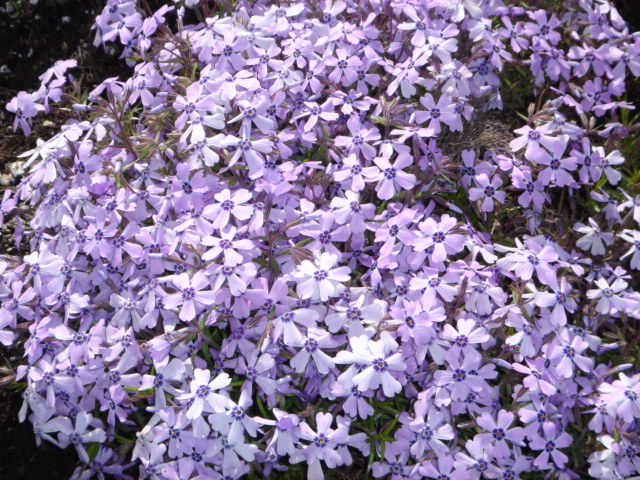 芝桜藤色