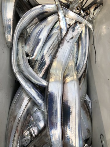 太刀魚釣り大会 (28)