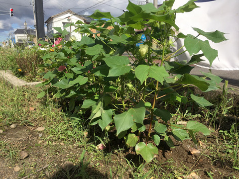 green2018_57