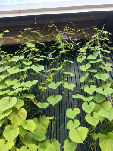 green2018_56