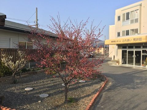 桜1