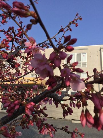 桜2