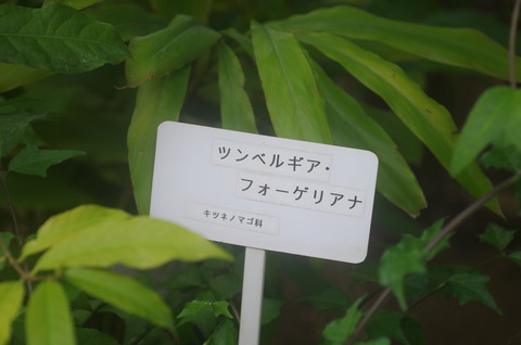 IMGP4950