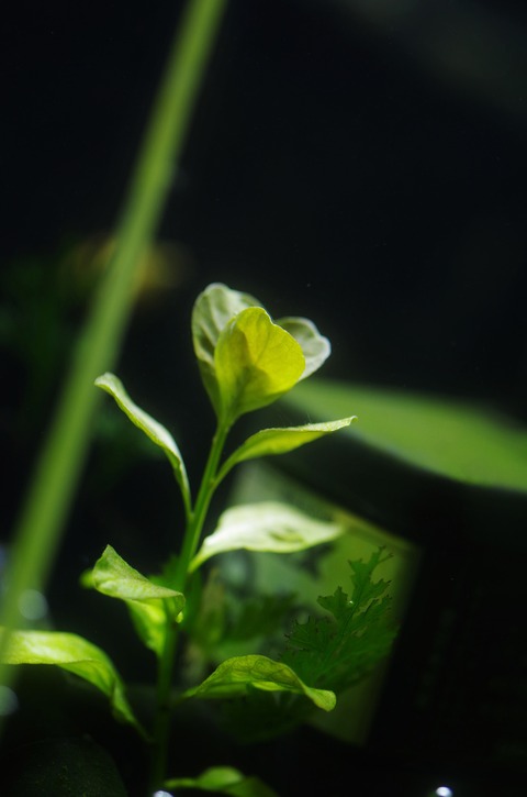 IMGP9643