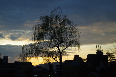 IMGP6429