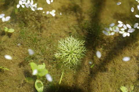 IMGP8286