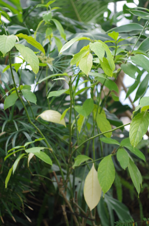 IMGP4965