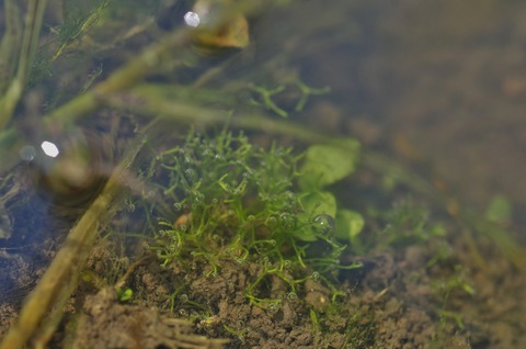 IMGP8267
