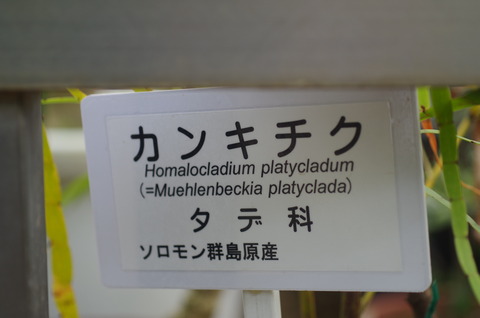 IMGP4952