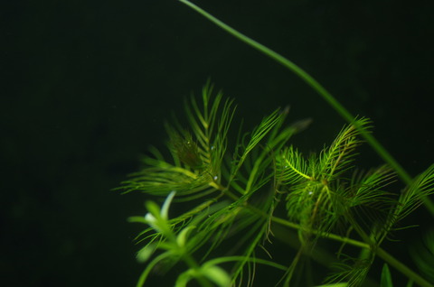 IMGP9647
