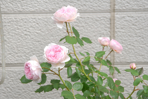 100627 Niwa 064 B