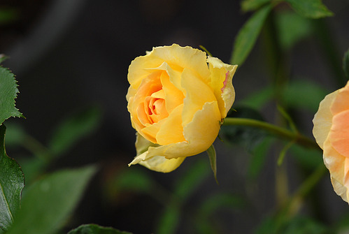 100627 Niwa 041 B